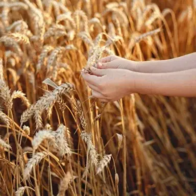 wheat Move to Russia - in 6 months
